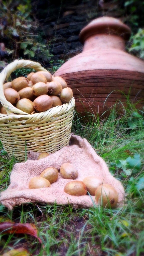 Organic and bio kiwis are on of Antonis Tasios Bio farm cultivation. Fresh fruits in natural basket ready to be tasted!