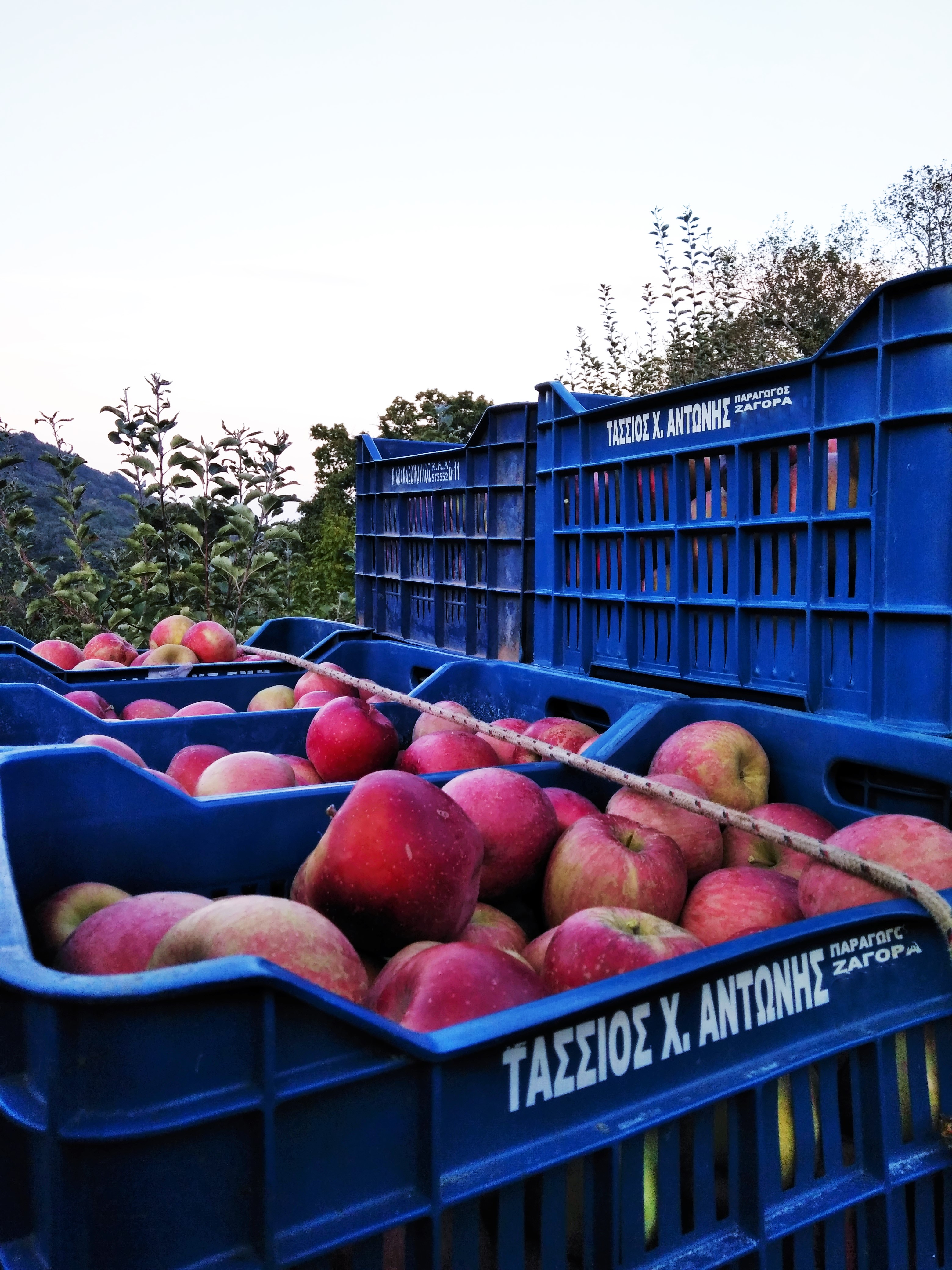 The harvest's last process is when the apples are ready and on their way to your dining table.
