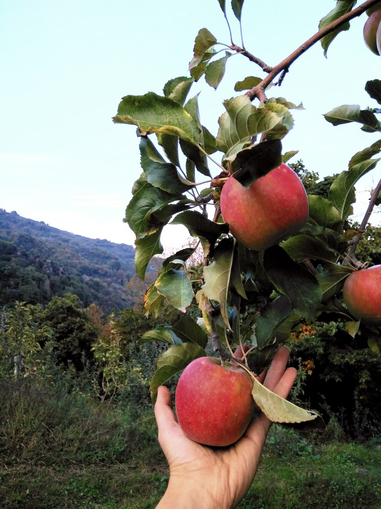 Certified Bio Farm Antonis Tasios. In the area of Zagora village, located on Pelion mountain, there are are plenty of apple treed cultivation. Red apples are the most popular apples in Greece.